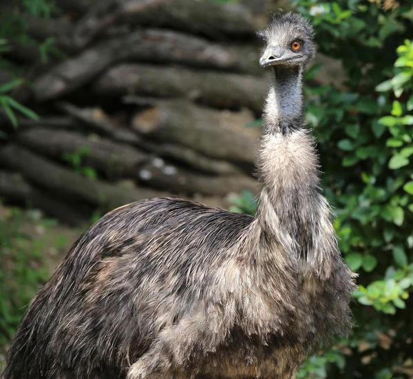 Велика Австралійська emu з помаранчевої Ірис — стокове фото