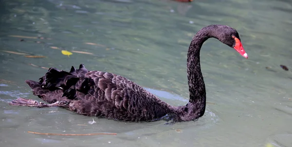 Black swan with a long neck and red beak — Stock Photo, Image