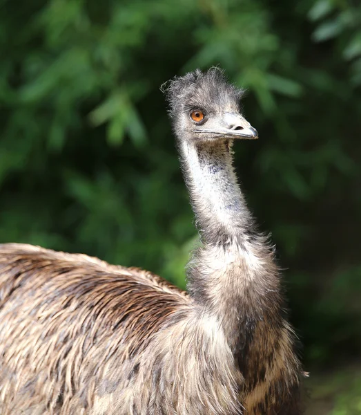 Australian emu with orange iris in the forest — Stock Photo, Image