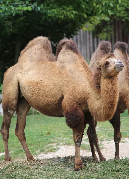 Largest Bactrian camel with brown hair — Stock Photo, Image