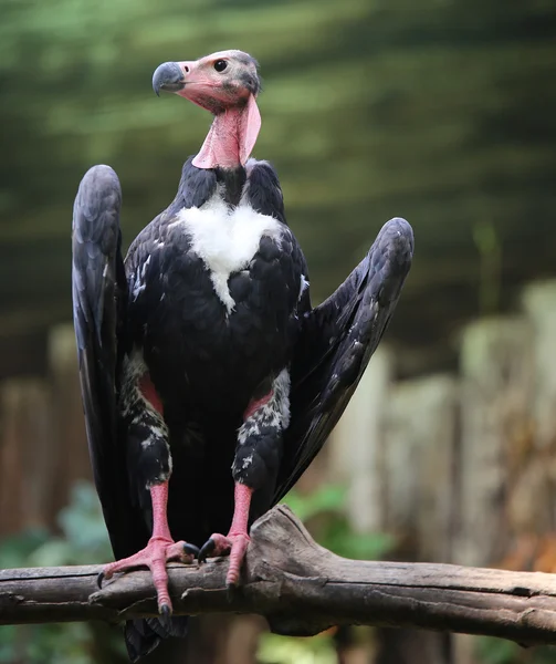 Turkey vulture with long neck waiting for prey — Stock Photo, Image