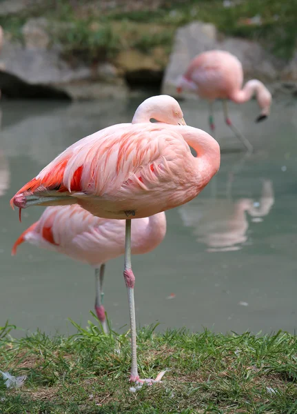 Roze flamingo rustend op één poot aan de oever van de vijver — Stockfoto