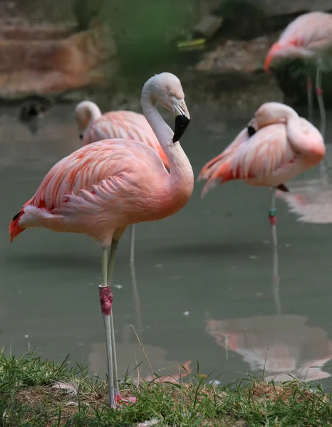 Rosafarbener Flamingo mit farbigen Federn und langem Schnabel — Stockfoto