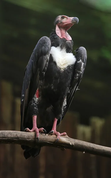 Turkey vulture with long neck and dark plumage — Stock Photo, Image