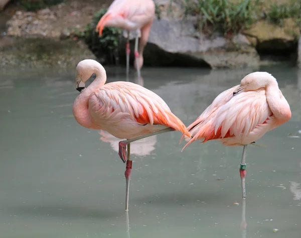 Flamingos cor-de-rosa muitas vezes ficam em uma perna — Fotografia de Stock