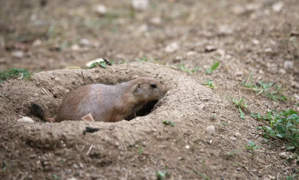 Temible perro de la pradera entra en su madriguera excavado en la arena —  Fotos de Stock