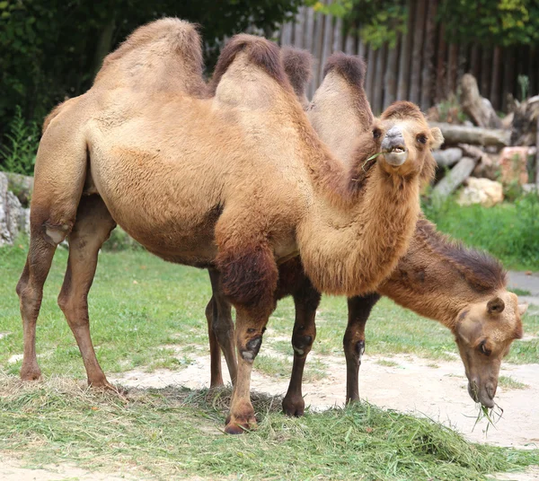 Two camels with long hair while eating — Stock Photo, Image