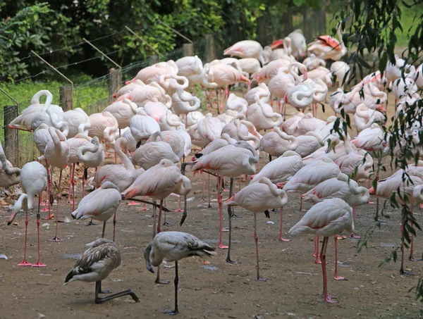 Pink flamingo before migration to the warm countries — Stock Photo, Image