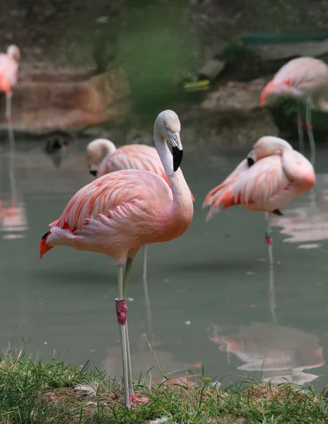 Pink flamingo with colored feathers and long beak — Stock Photo, Image