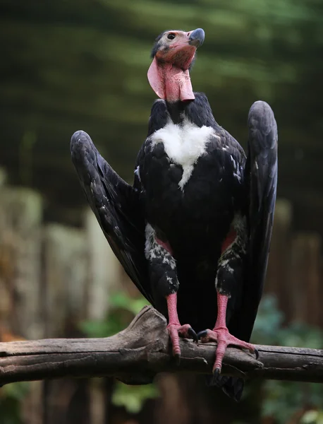 Vulture with dark plumage on branch of the tree — Stock Photo, Image