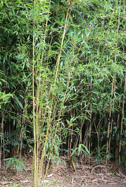 Tallos de bambú con hojas en un campo de caña —  Fotos de Stock