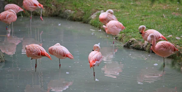 pink flamingoes are resting on one leg on the lake
