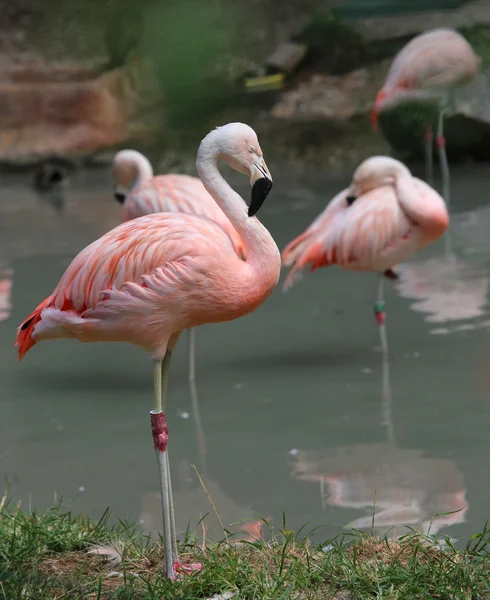Mooie roze flamingo met gekleurde veren en lange snavel — Stockfoto