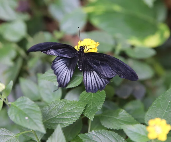 Gran mariposa negra sobre hoja verde — Foto de Stock