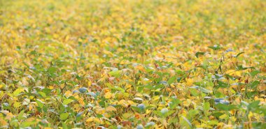 soya ekimi neredeyse olgun pods muazzam ile alan ı