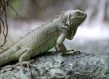 Orman şelale yakınında uzun bacaklar ile yeşil iguana