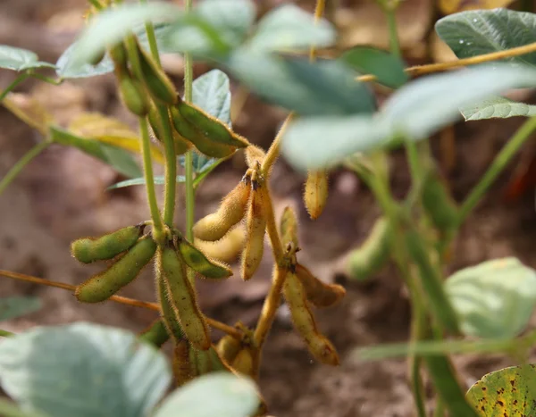 Habas de soja cultivadas en el campo en verano — Foto de Stock