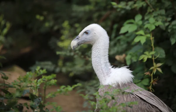 Enorma gam som en Griffin långhalsade med vita fjädrar — Stockfoto