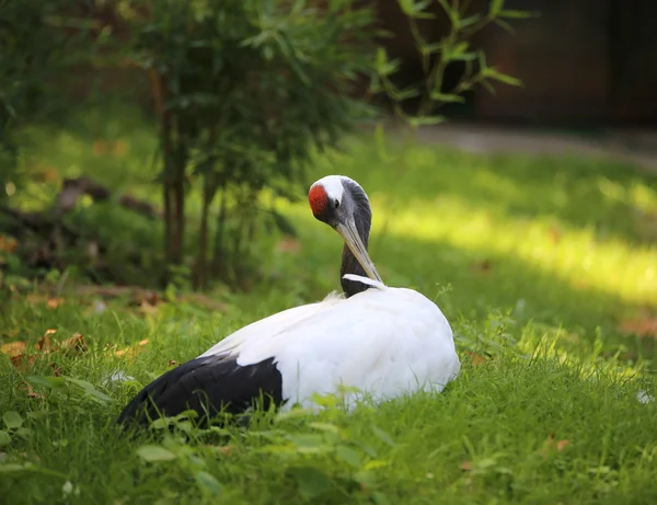 Red-crowned crane is a big bird of asian area — Stock Photo, Image