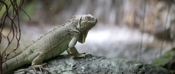 Iguana verde com pele escamosa perto da lagoa na floresta — Fotografia de Stock