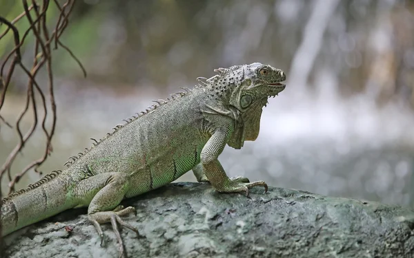 Iguana verde com pernas longas perto da cachoeira de fores tropicais — Fotografia de Stock
