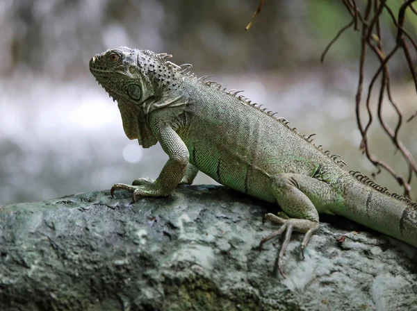 Iguana verde grande com pernas longas — Fotografia de Stock