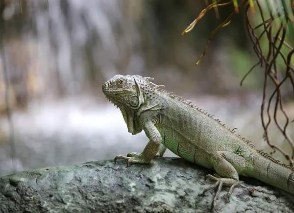 Iguana grande com pele escamosa perto de cachoeira tropical — Fotografia de Stock