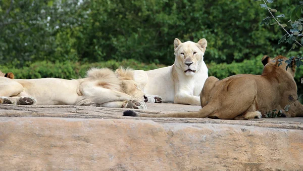 Lion group with great white lioness — Stock Photo, Image