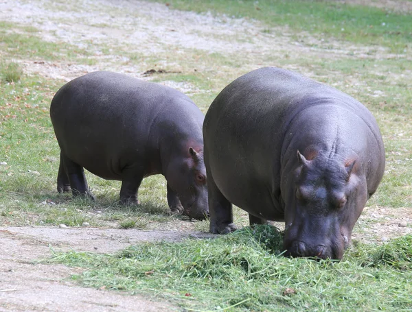 Twee zware terwijl nijlpaarden gras eten — Stockfoto