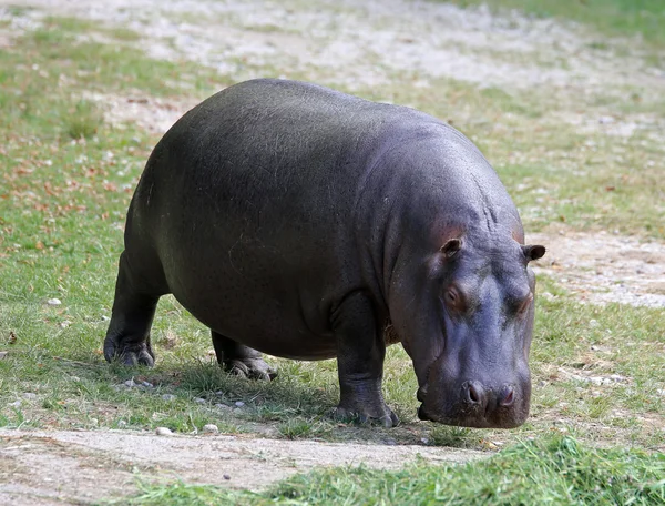 Schweres Nilpferd mit glänzender Haut und kleinen Ohren — Stockfoto