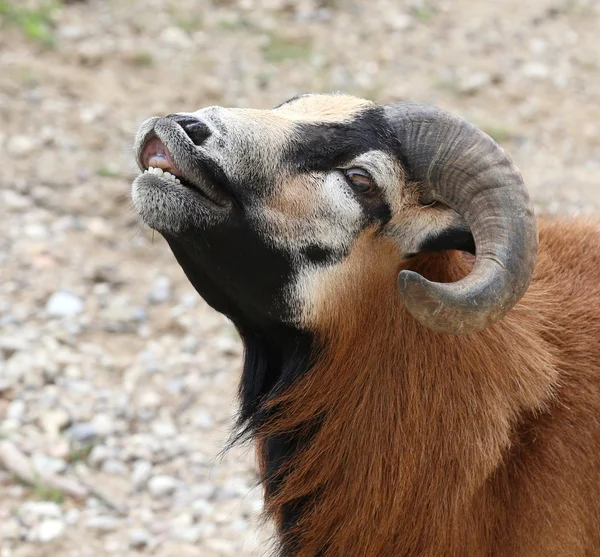 Ram with large curved horns — Stock Photo, Image