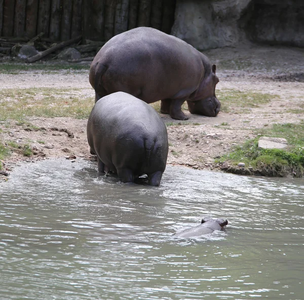 Hipopótamos extra pesados y un hipopótamo nadando en el agua — Foto de Stock