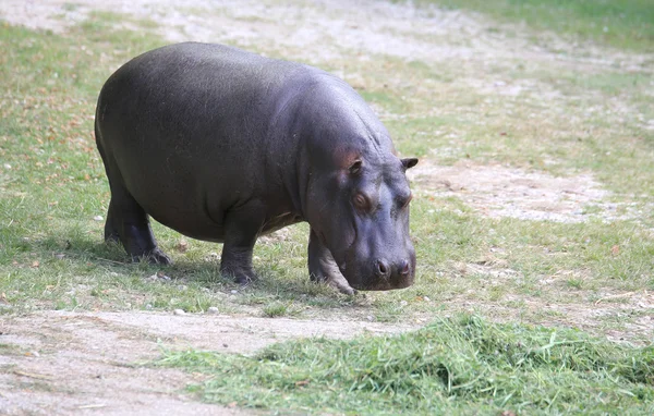 Толстый и тяжелый бегемот во время еды травы — стоковое фото