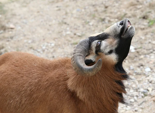 Aries with big curved horns while smiling with white teeth — Stock Photo, Image