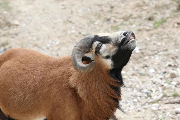 Ram with large curved horns while cry — Stock Photo, Image