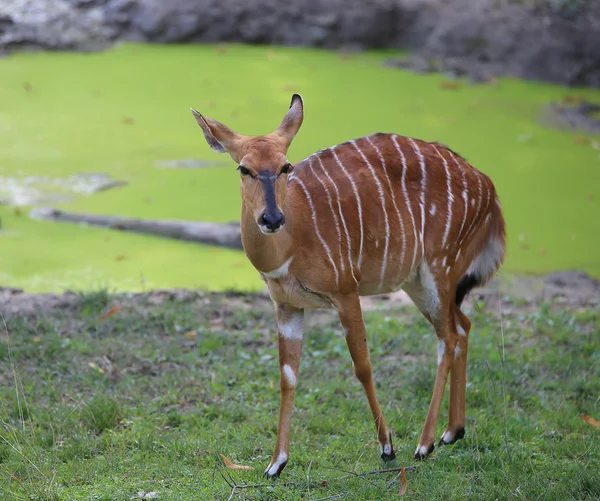 Jonge zoogdieren nyala begrazing met bruin bont — Stockfoto