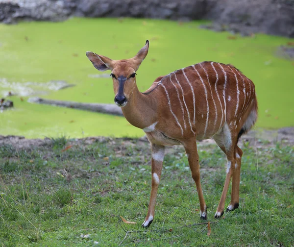 Pastoreio de mamíferos jovens nyala — Fotografia de Stock