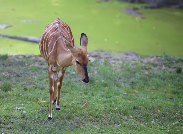 Jonge nyala in de weide — Stockfoto