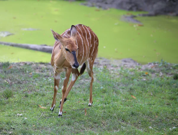 Nyala jovem com pele marrom no prado — Fotografia de Stock