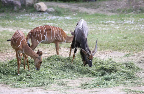 Groep van jonge nyala — Stockfoto