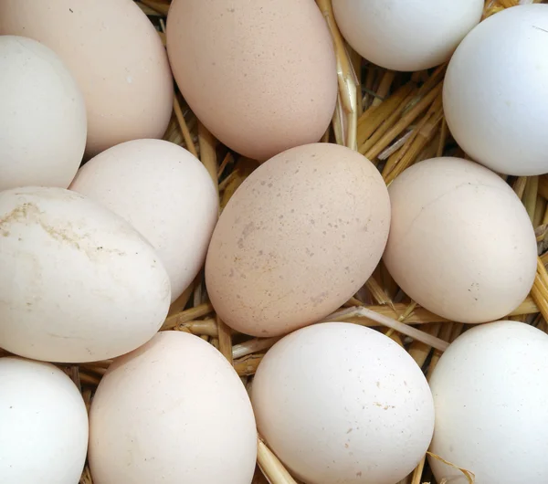 Много свежих куриных яиц — стоковое фото