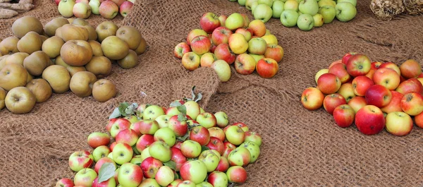 Muchas manzanas de muchos tipos en otoño —  Fotos de Stock