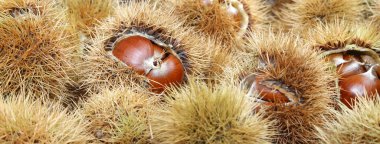 Kestane kıvırcık ve kahverengi kestane sepet