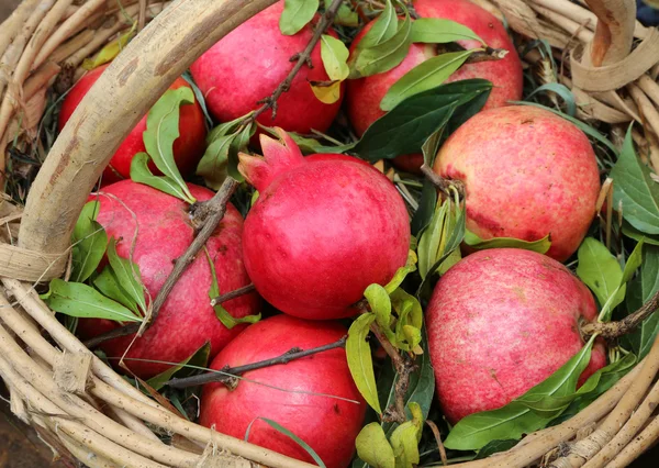 Many red ripe pomegranate — Stock Photo, Image