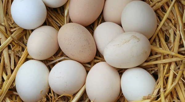 Mnoho čerstvých vajec v košíku na farmě — Stock fotografie