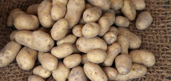 Veel rauwe aardappelen — Stockfoto