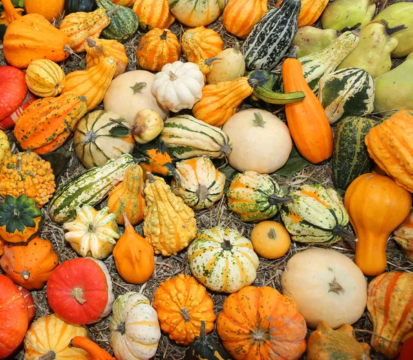 Pumpor för halloween-fest till salu på grönsakshandlare shop — Stockfoto