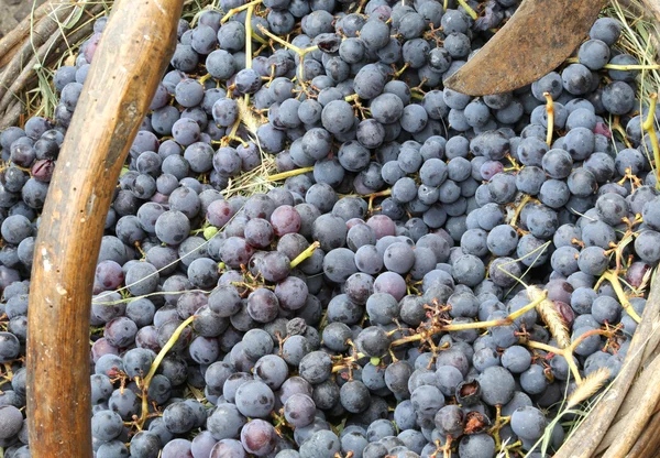 Raisins mûrs dans le panier après la récolte dans le vignoble — Photo