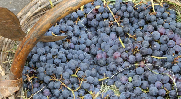 Uvas en la cesta de mimbre después de la cosecha — Foto de Stock