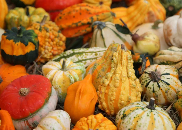 Dekorativa pumpor till halloween till salu på grönsakshandlare sh — Stockfoto